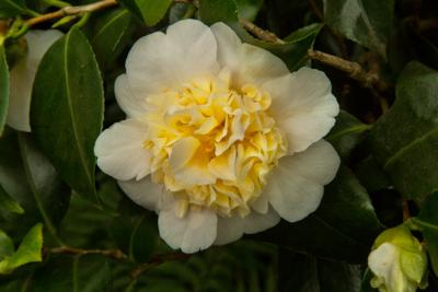 Camellia