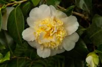 Camellia - thumbnail