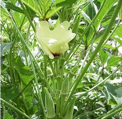 Okra zaden Clemson Spineless