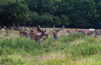 Herten bos 140x90cm Tuindoek Customize-it - Customize it