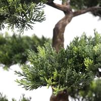 hjh OFFICE Kunstboom Bonsai 44 cm - thumbnail