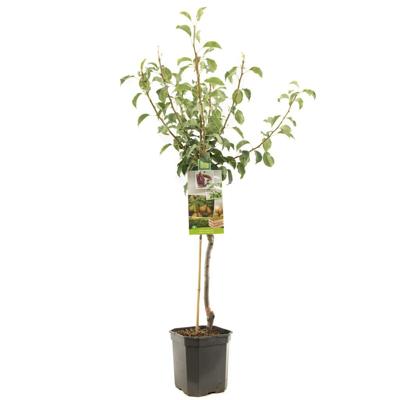 Perenboom Pyrus Communis Gieser Wildeman - Stoofpeer Perenboom Pyrus Communis Gieser Wildeman - Stoofpeer