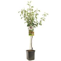 Perenboom Pyrus Communis Gieser Wildeman - Stoofpeer - thumbnail