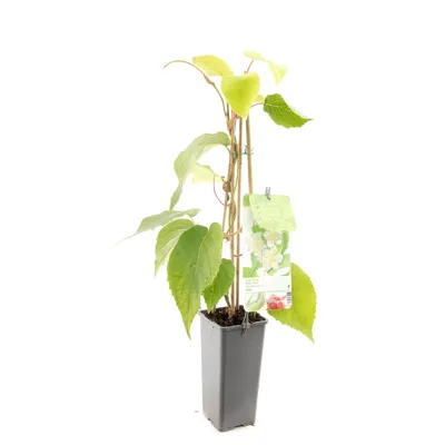 Kiwi (mannelijk) (actinidia deliciosa "Atlas”) fruitplanten