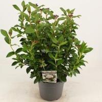 Sneeuwbal (Viburnum tinus) heester - 30-40 cm (C4.5) - 9 stuks - thumbnail