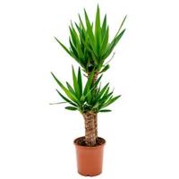 Yucca elephantipes stam S kamerplant - thumbnail