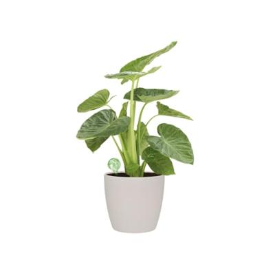 Elho aqua care lime Elho aqua care lime