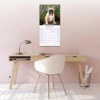 Franse Bulldog Kalender 2026 - thumbnail