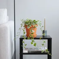 Hedera Helix White Wonder - Klimop - P13 - thumbnail