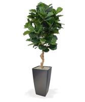 Lyrata deluxe kunstplant 155cm - thumbnail