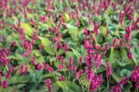 Duizendknoop - thumbnail