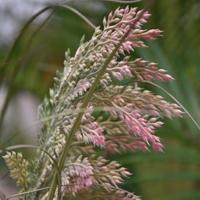 Pampas kunst grasplant 120cm - thumbnail