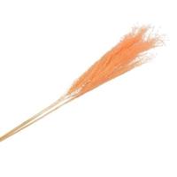 Daan Kromhout Kunsttak gedroogd zilvergras peach xl oranje 100 cm | 10 stuks - thumbnail