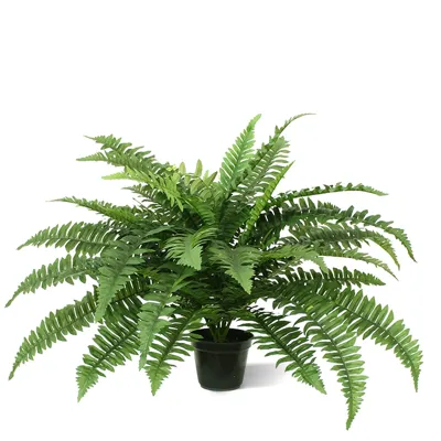 Boston Varen Deluxe 65 cm - Kunstplant