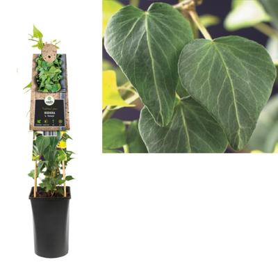 Klimop (Hedera Helix "Natasja") klimplant