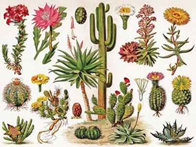 New York Puzzle Company Cacti ~ Cactus - 1000 stukjes New York Puzzle Company Cacti ~ Cactus - 1000 stukjes
