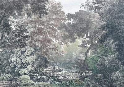 Noordwand Komar Raw Fotobehang Fairytale Forest - R4-060