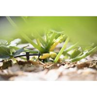 Pinch Drip Drukcompenserende druppelaar II Hozelock - Hozelock - thumbnail