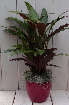 Calathea rood blad rode pot 40 cm Warentuin Natuurlijk - Warentuin natuurlijk