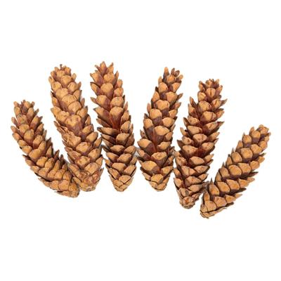 Colorations - natuurlijke strobuskegels, 6st. Colorations - natuurlijke strobuskegels, 6st.