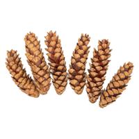 Colorations - natuurlijke strobuskegels, 6st. - thumbnail