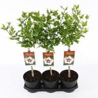 Hibiscus syriacus Hamabo op stam - Stam 30 cm - 3 stuks - thumbnail