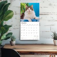 Maine Coon Kalender 2026 - thumbnail