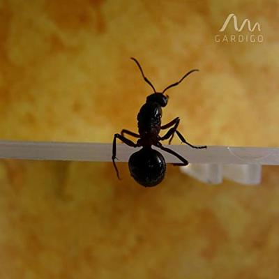 Gardigo ant-repellent Insectenverschrikker Ultrasoon (b x h x d) 65 x 65 x 68 mm Wit 1 stuk(s) - thumbnail