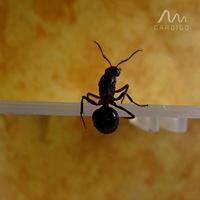 Gardigo ant-repellent 66988 Insectenverschrikker Ultrasoon (b x h x d) 65 x 65 x 68 mm Wit 1 stuk(s) - thumbnail