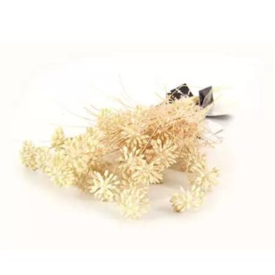 Kunst Tak Dille Creme Buitengewoon de Boet - Buitengewoon de boet