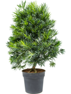 Podocarpus macrophyllus bush bonsai kamerplant