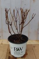 Hortensia Hydrangea Annable Annabel Roze Warentuin Natuurlijk - Warentuin natuurlijk - thumbnail