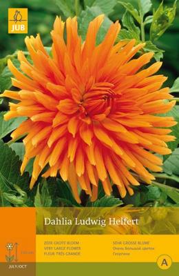 Dahlia ludwig helfert 1st bloembol zomer Dahlia JUB - Jub