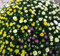 Bol Chrysant kleurenmix Warentuin Natuurlijk - Warentuin natuurlijk - thumbnail