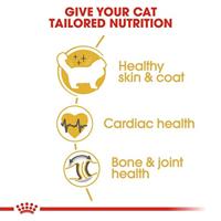 Royal Canin Ragdoll Adult kattenvoer 10kg - thumbnail