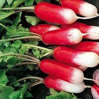 Radijs 18 Jours BIO zaden - thumbnail