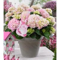 Hydrangea Macrophylla Music Collection "Soft Pink Salsa"® boerenhortensia - 25-30 cm - 1 stuks - thumbnail
