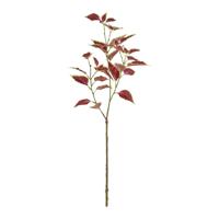 Coleus Tak 80cm - Burgundy - thumbnail