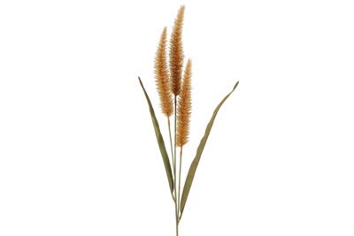 Pennisetum oranje Countryfield - Countryfield