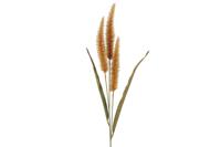 Pennisetum oranje Countryfield - Countryfield - thumbnail