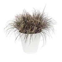 Elho Bloempot Loft Urban Rond Wit Ø25cm - thumbnail