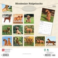 Rhodesian Ridgeback Kalender 2026 - thumbnail