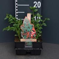 Dwergmispel (cotoneaster dammeri "Radicans") bodembedekker - 12 stuks - thumbnail