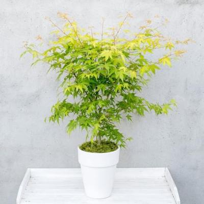 Japanse esdoorn (Acer palmatum "Orange Dream") heester - 50-60 cm - 1 stuks Japanse esdoorn (Acer palmatum "Orange Dream") heester - 50-60 cm - 1 stuks