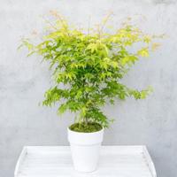 Japanse esdoorn (Acer palmatum "Orange Dream") heester - 50-60 cm - 1 stuks - thumbnail