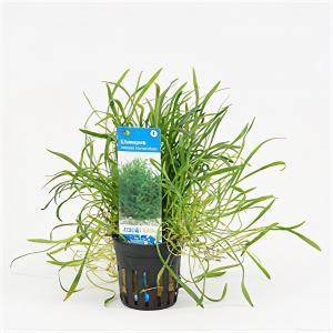 Lilaeopsis novae-zelandiae - 6 stuks - aquarium plant Lilaeopsis novae-zelandiae - 6 stuks - aquarium plant