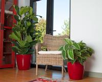 Pot - ARTEVASI - SAN REMO - 36 br - Donkerrood - thumbnail