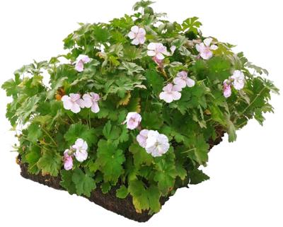 Plantenmat vasteplanten Geranium prijs per 1m2 cm Covergreen - Covergreen Plantenmat vasteplanten Geranium prijs per 1m2 cm Covergreen - Covergreen