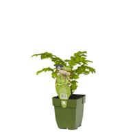 Valeriaan kruid Valeriana officinalis Griffioen - Griffioen - thumbnail