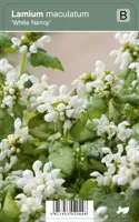 Vips Lamium maculatum White Nancy - Gevlekte dovenetel - thumbnail